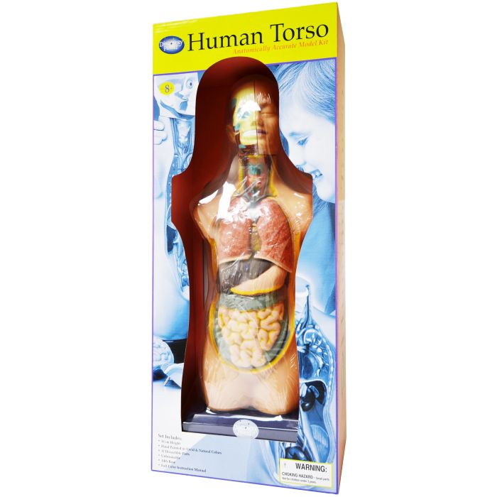 Human Torso-Large EDU41007 Model 
